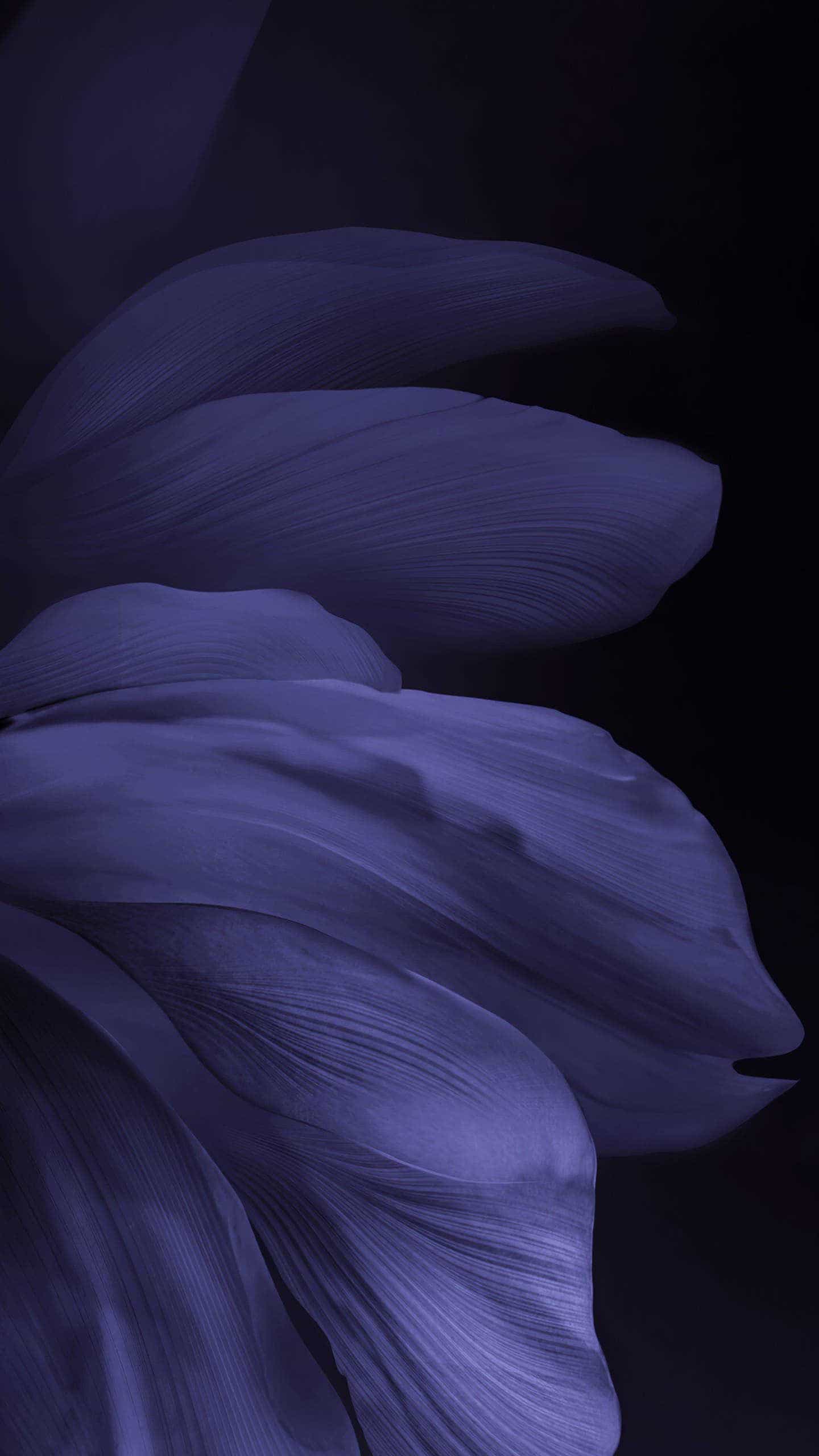 Những cánh hoa được phối màu thế này hiện lên trên màn hình nền chiếc iP 13 của bạn sẽ thật đẹp và độc đáo