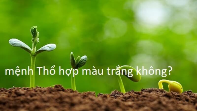 Màu trắng có phù hợp với người mệnh Thổ không?