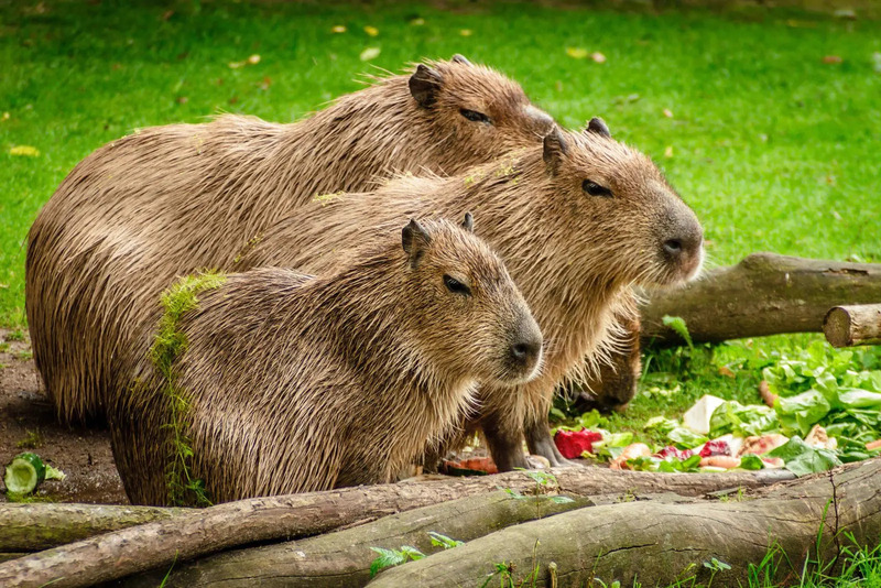 Hình ảnh Capybara và những người bạn