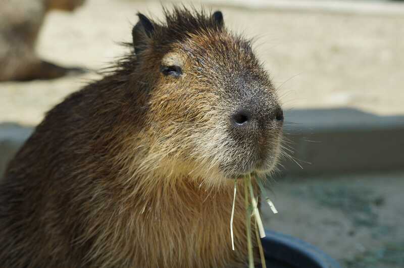 mẫu hình nền chân dung capybara cute cho máy tính