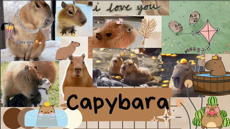 Capybara vui chơi cùng bạn