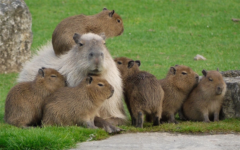 Hình ảnh Capybara chơi đùa, quây quần bên đồng loại