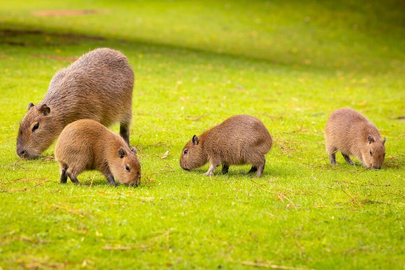 Capybara đi kiếm ăn