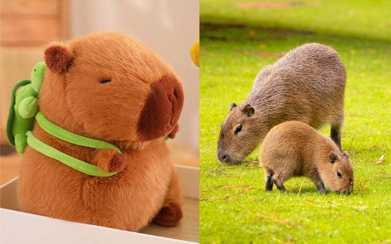 Capybara và những người bạn