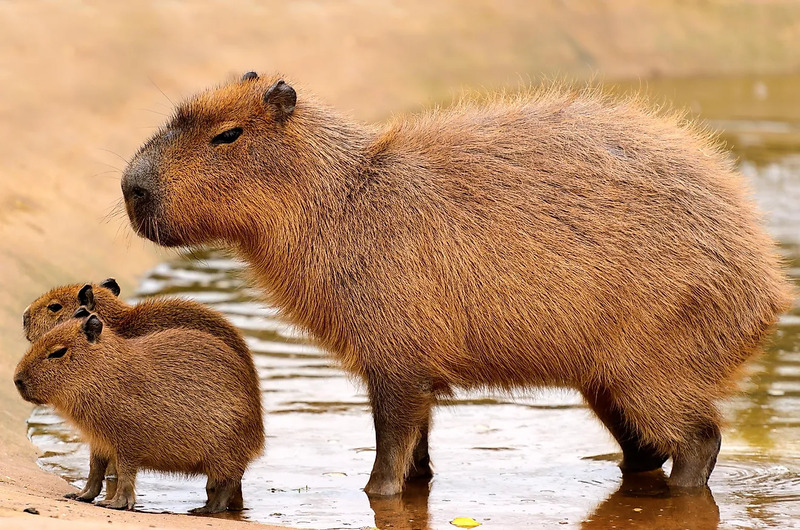 Capybara và bầy đàn của chúng