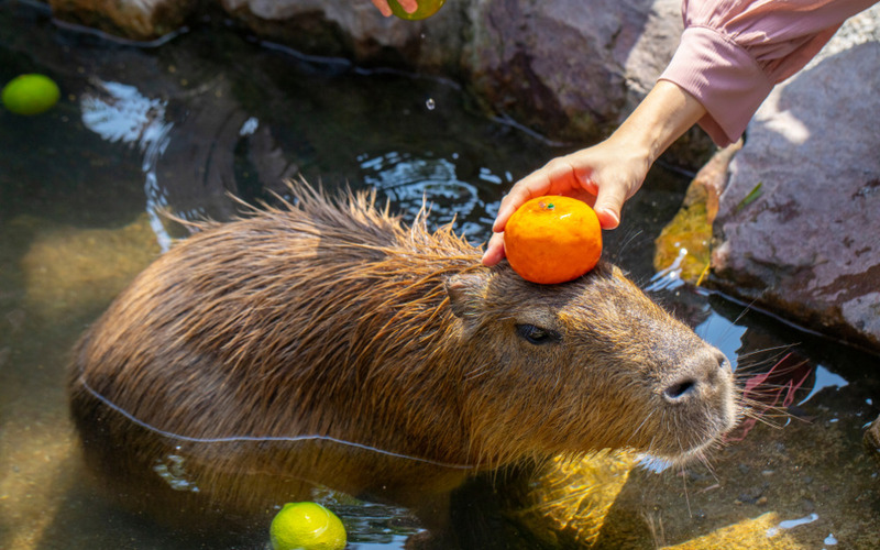 Capybara hiền lành, dễ thương