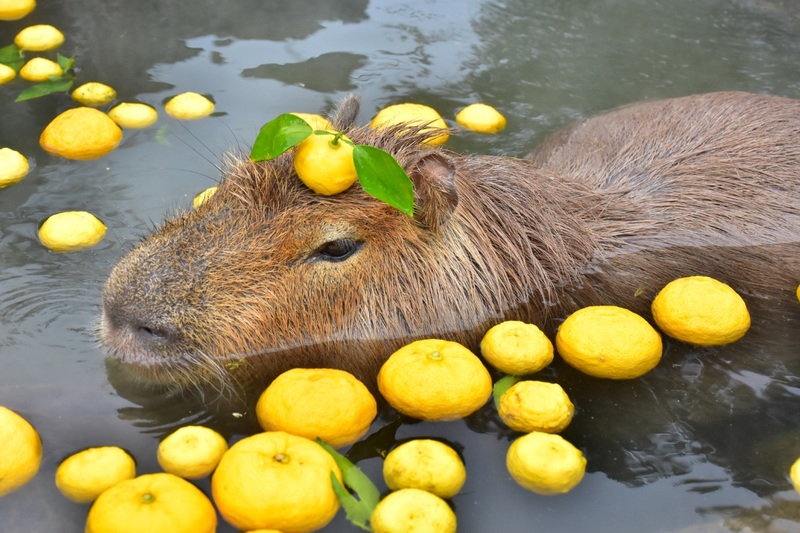 Capybara được mệnh danh là Bộ trưởng Bộ ngoại giao