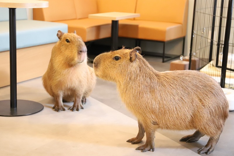 Capybara cùng những người bạn