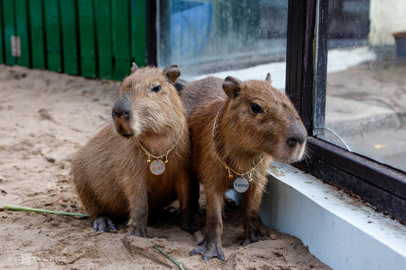 Capybara vui chơi cùng những người bạn