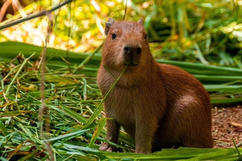 Hình ảnh Capybara vô cùng cute