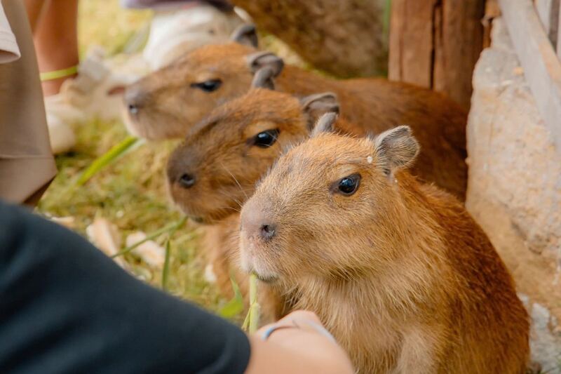 Capybara cùng những người bạn đang ăn 