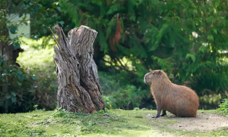 Chân dung Capybara