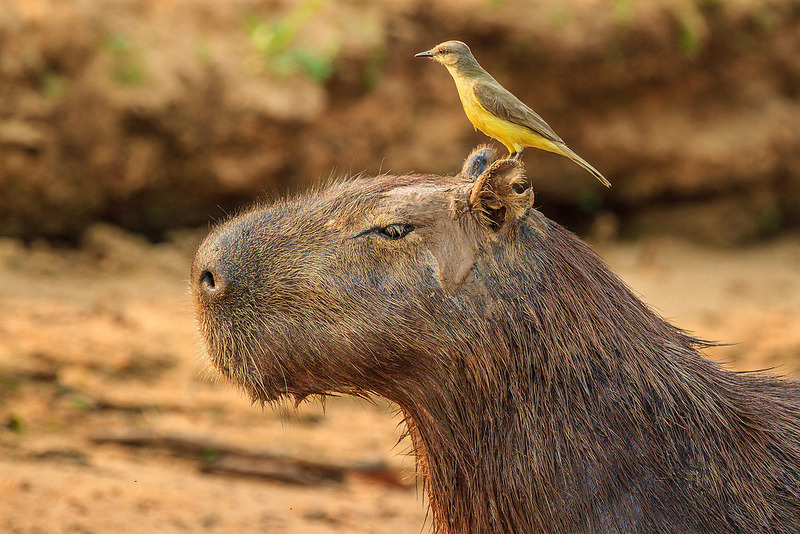 Capybara và chú chim nhỏ