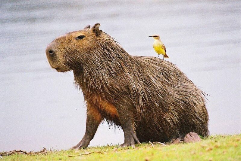 Capybara giữa thiên nhiên hoang dã