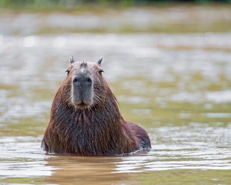 Capybara đang tắm với vẻ mặt hài hước