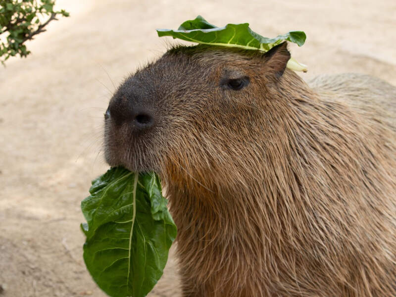 hình nền capybara cute cho máy tính