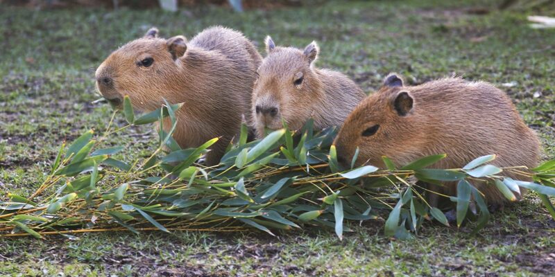 Hình ảnh Capybara