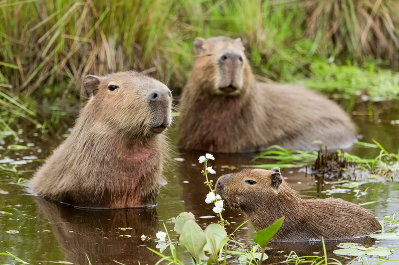 Hình ảnh Capybara cùng đàn của mình