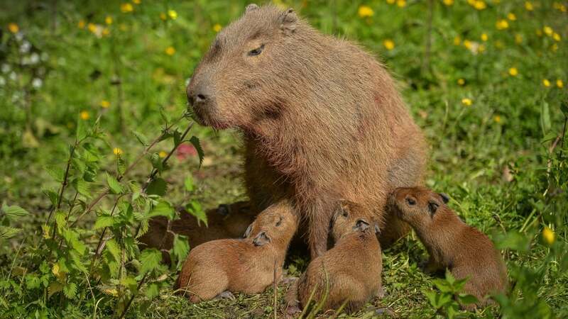 Hình ảnh mẹ con Capybara