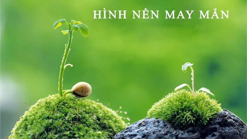 Ý nghĩa của việc cài hình nền may mắn cho người mệnh Thổ