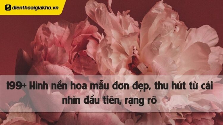 hình nền hoa mẫu đơn