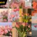 2000+ Hình nền hoa Tulip đẹp nhất Full HD cho điện thoại, máy tính