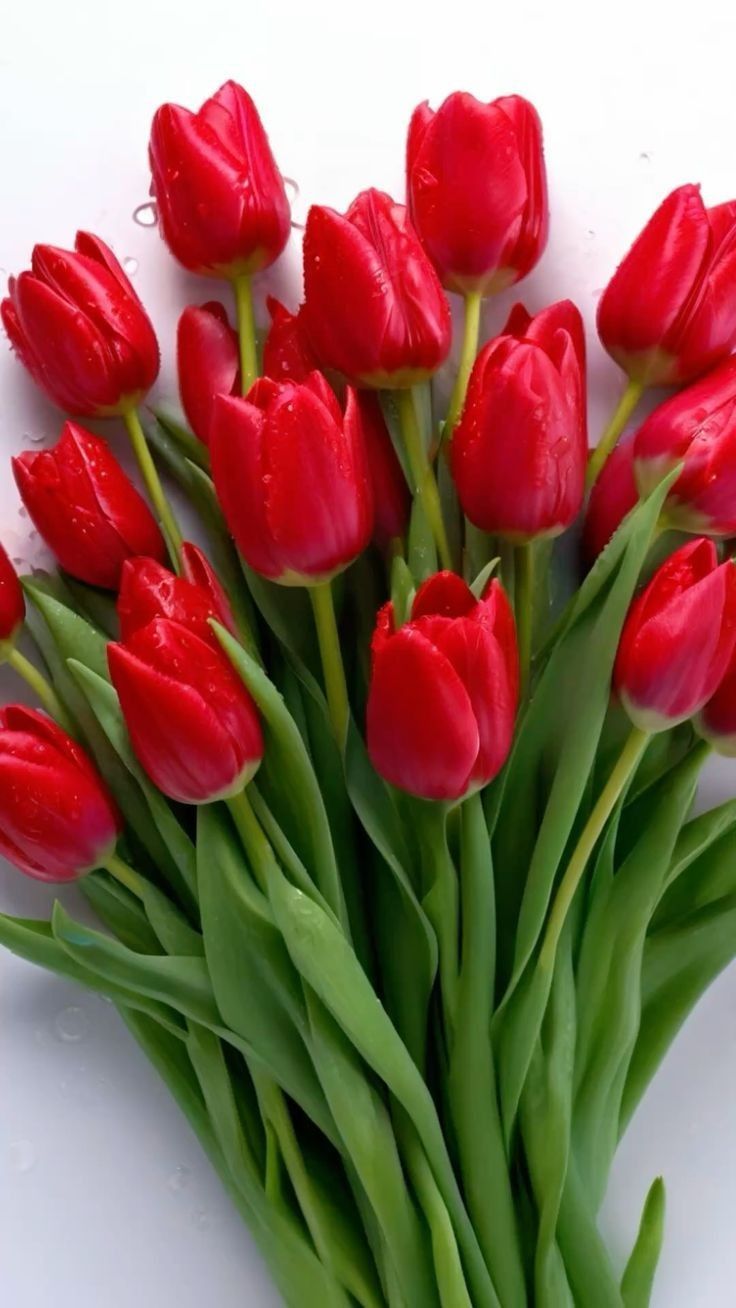 hinh-nen-hoa-tulip-cute