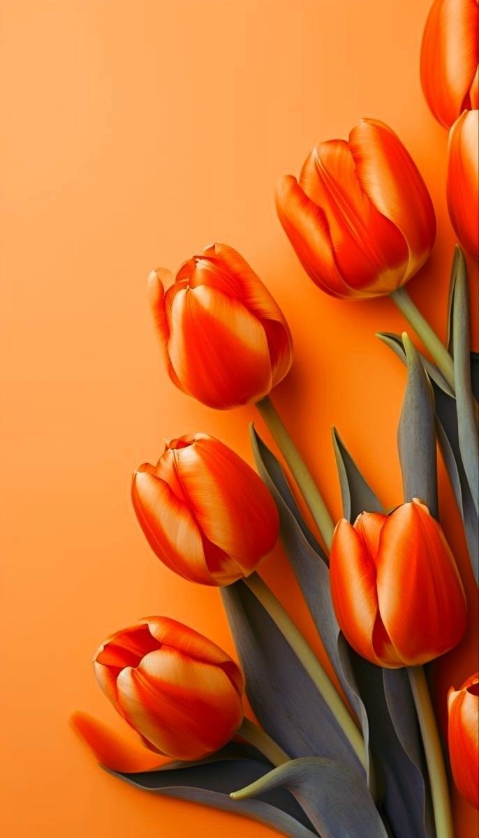 hinh-nen-hoa-tulip-cute