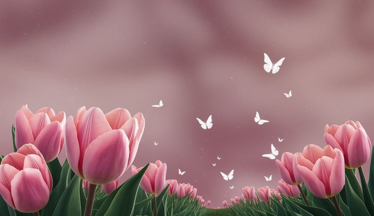 hinh-nen-hoa-tulip-cute
