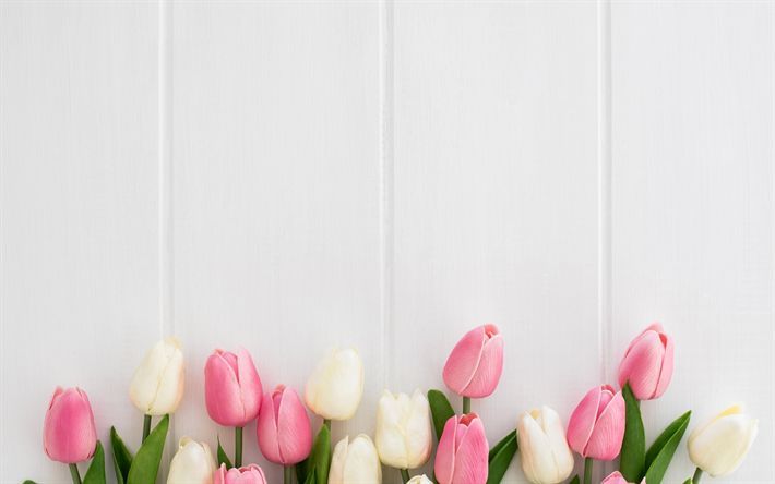 hinh-nen-hoa-tulip-cute