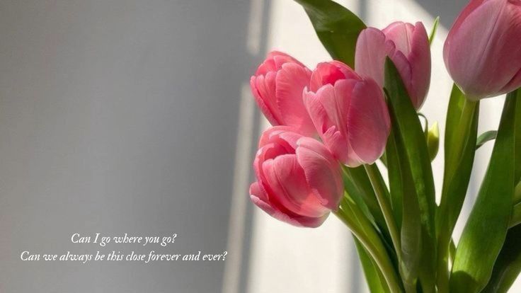 hinh-nen-hoa-tulip-cute
