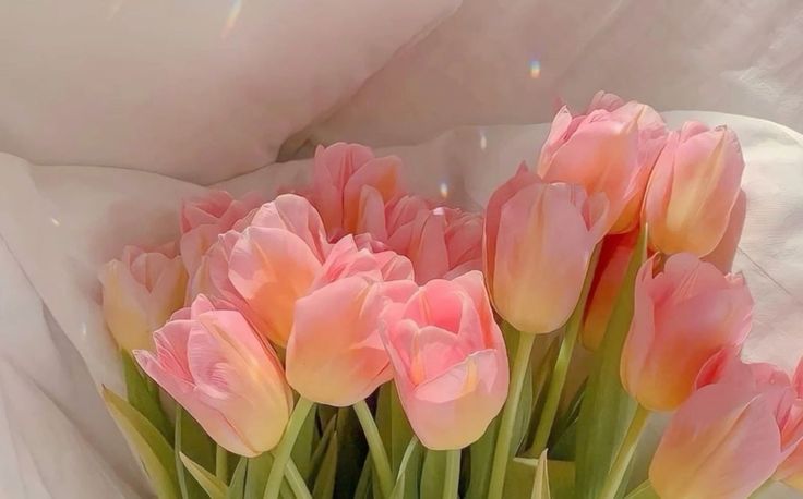 hinh-nen-hoa-tulip-cute