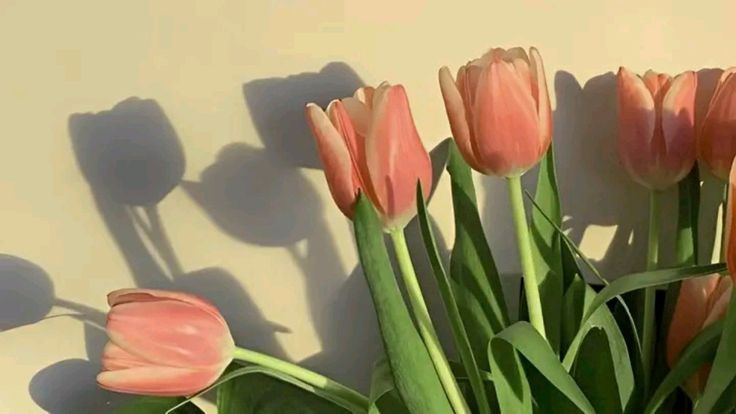 hinh-nen-hoa-tulip-cute