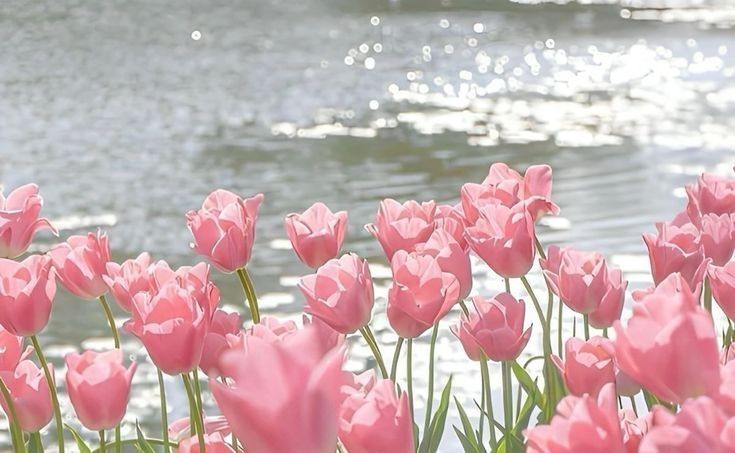 hinh-nen-hoa-tulip-cute