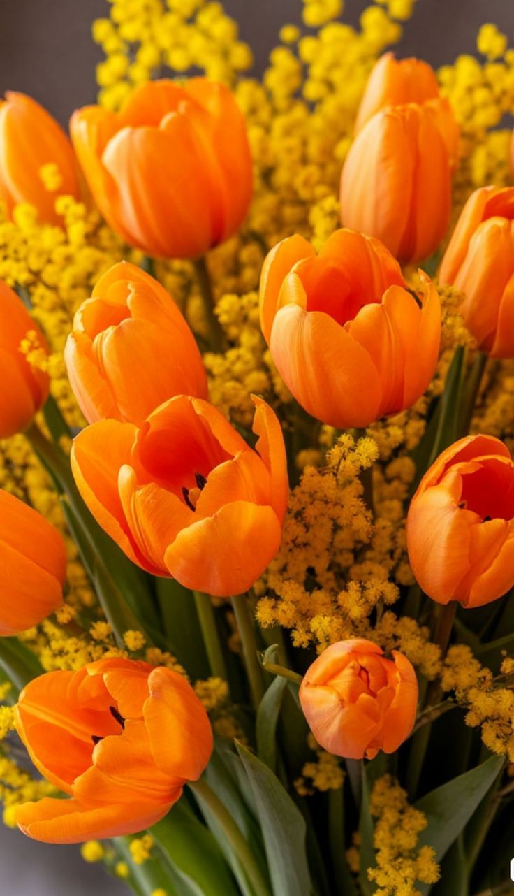 hinh-nen-hoa-tulip-cute