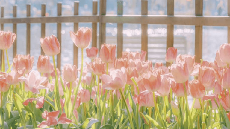 2000+ Hình nền hoa Tulip đẹp nhất Full HD cho điện thoại, máy tính