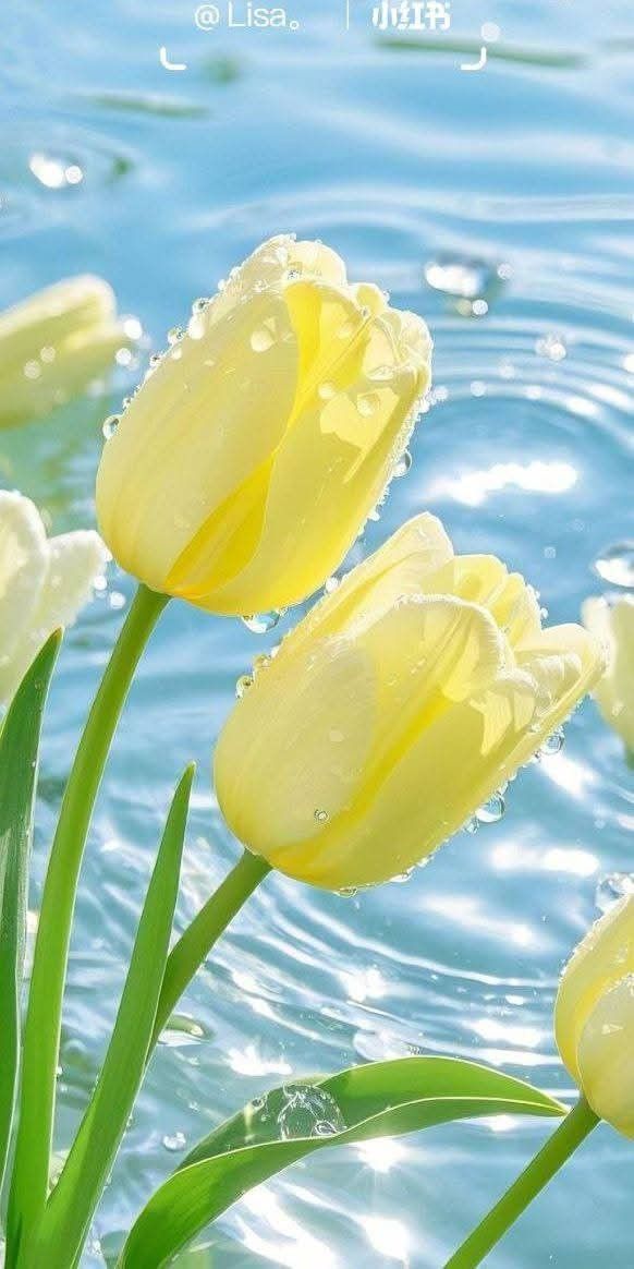 hinh-nen-hoa-tulip-cute