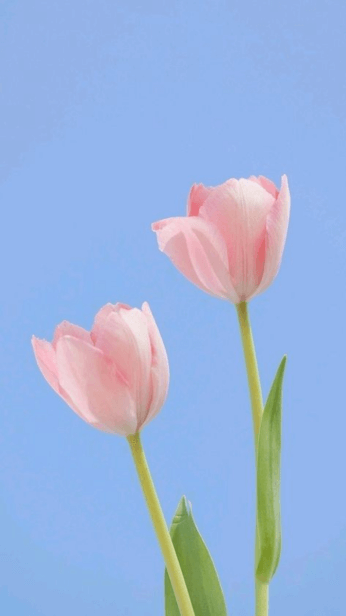 hinh-nen-hoa-tulip-mau-hong-tren-dien-thoai-3