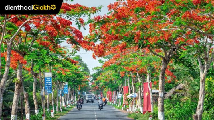 Hình ảnh mùa hè với hoa phượng đỏ