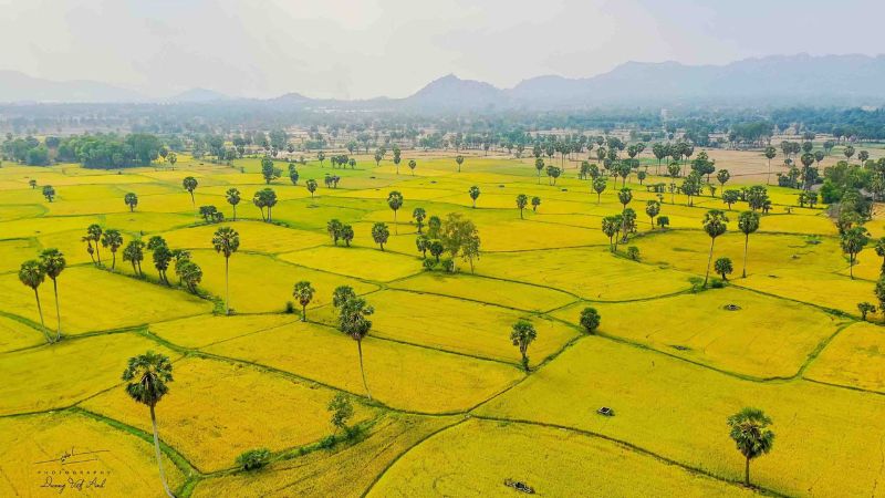 Hình ảnh cánh đồng