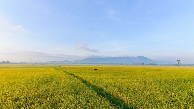 Hình ảnh cánh đồng lúa chín
