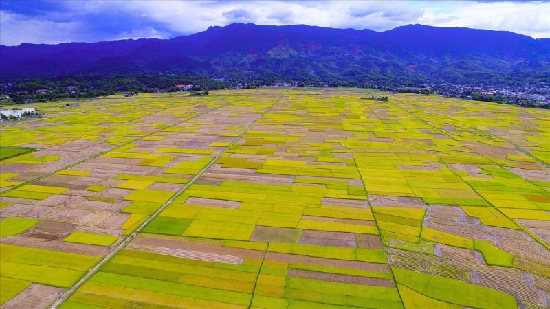 Hình ảnh cánh đồng lúa thơ mộng