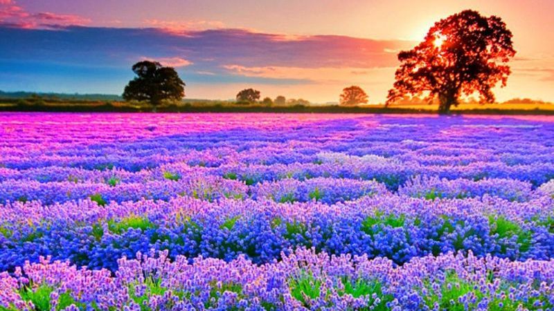 Hình ảnh cánh đồng hoa oải hương