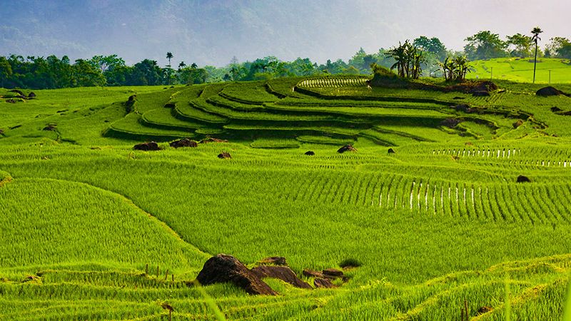 Hình ảnh cánh đồng ruộng bậc thang