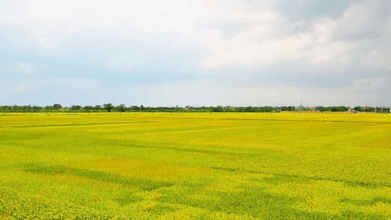 Hình ảnh cánh đồng lúa rộng lớn