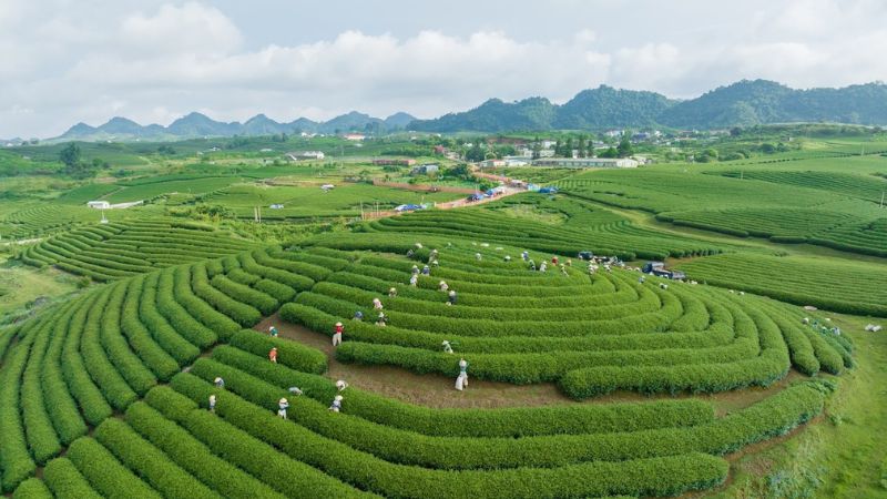 Hình ảnh đồi chè xanh mát