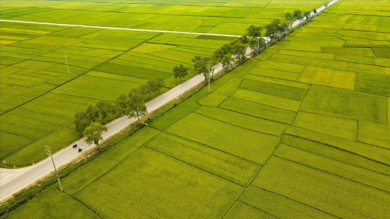 Hình nền cánh đồng