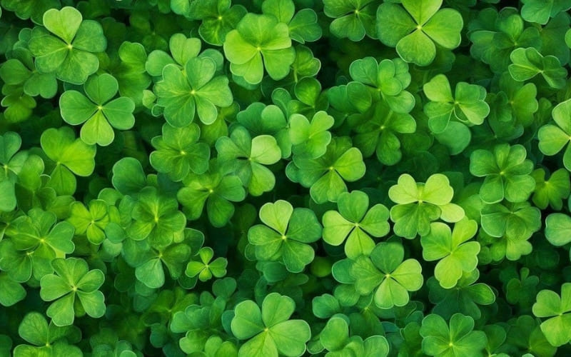 hình nền cỏ bốn lá may mắn