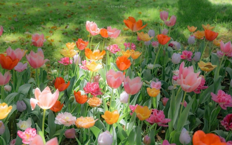 hình nền vườn hoa tulip nên thơ