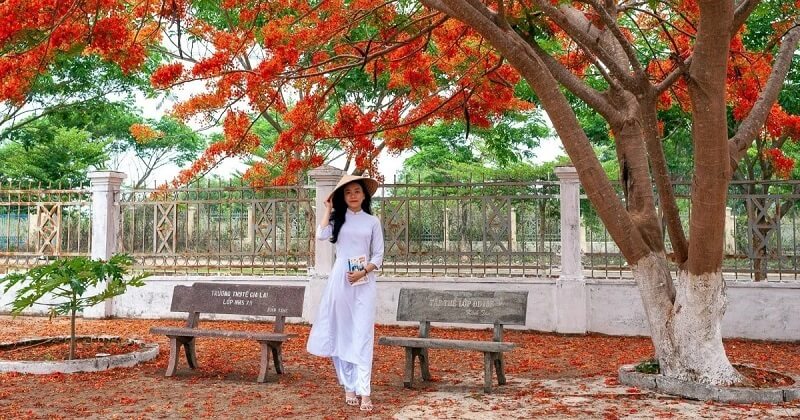 hinh-nen-anh-hoa-phuong